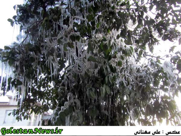درخت قندیل-علی آباد کتول-گلستان