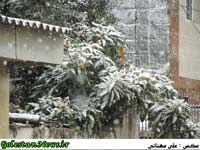 بارش برف در علی آباد