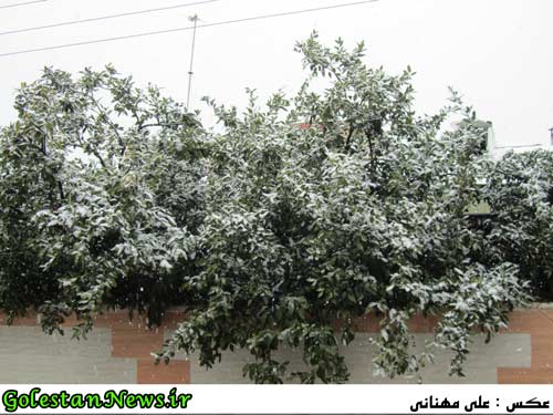بارش برف در علی آباد